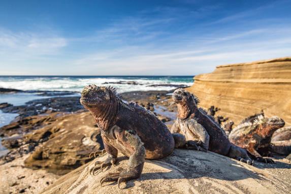 Downloaded Galapagos Marine Iguana