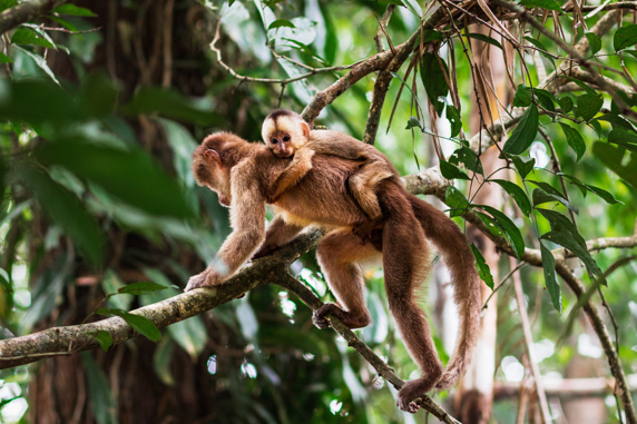 Monkey on the back of a larger monkey in the rainforest, Brazil
