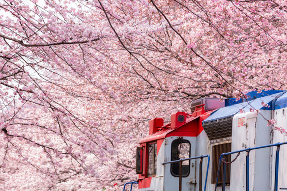 Cherry blossom festival at Yeojwacheon Stream, Jinhae Gunhangje festival, Jinhae, South Korea