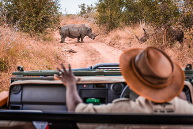 South African safari guide in jeep looking at rhino