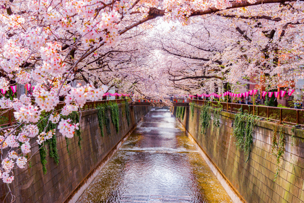 Pink sakura cherry blossom above the Meguro river, Japan