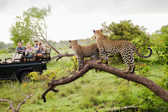 Two leopards on tree watching tourists in Jeep in South Africa