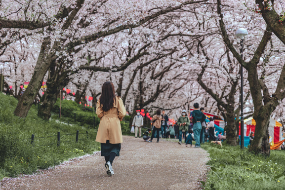 Sakura cherry blossom trees in a Japanese park