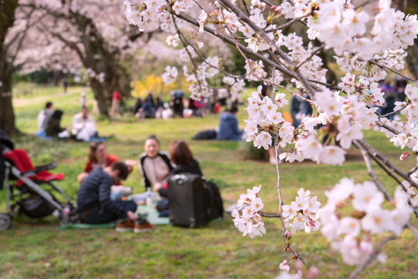 People having a picnic under cherry blossom trees in Japan