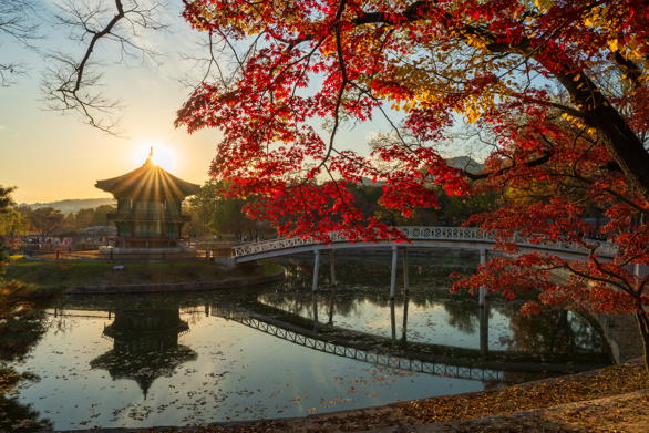 gyeongbokgung palace in autumn with blur maple in foreground, Seoul, South Korea.